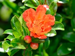 ザクロの花