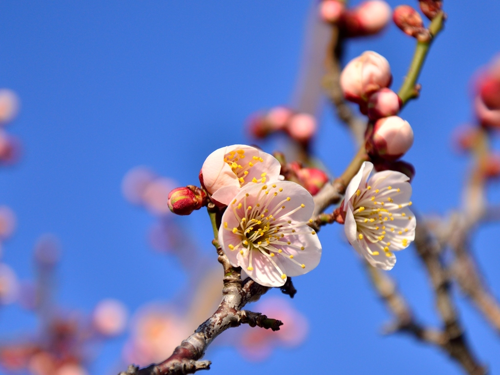 梅の花