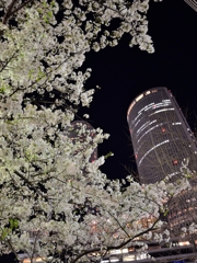 タワーズと夜桜