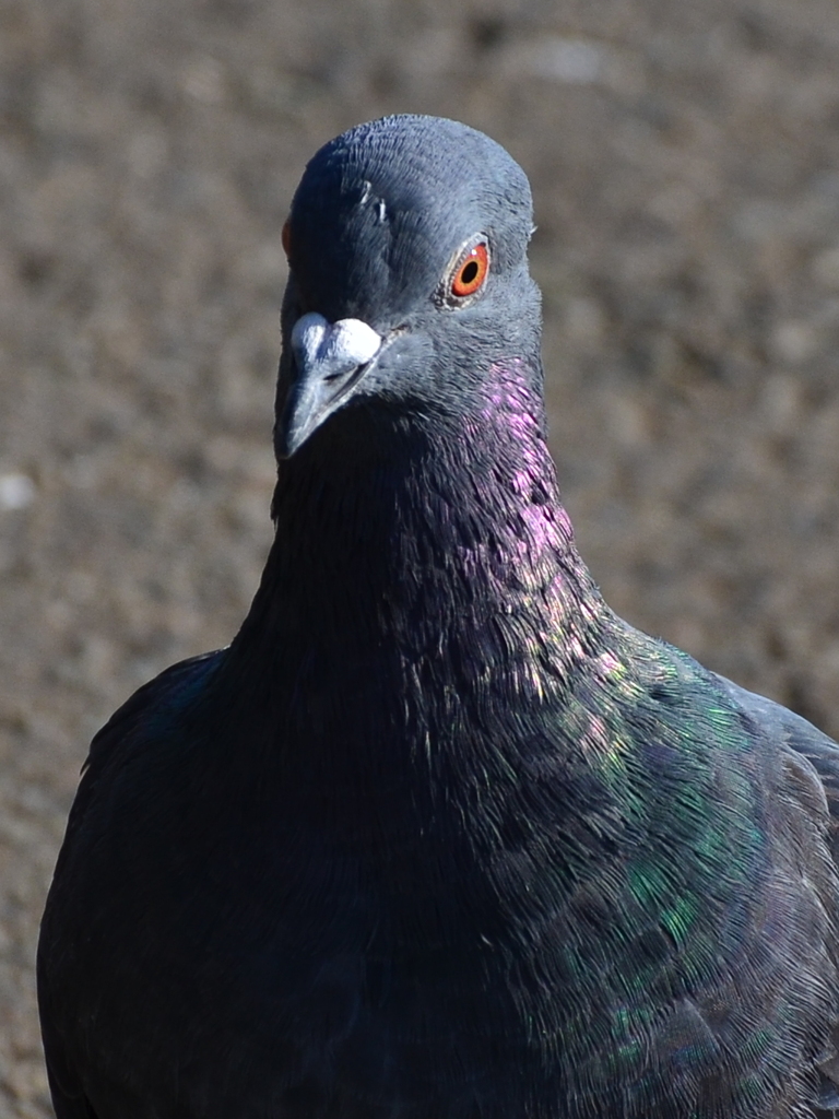 鳩ぽっぽ