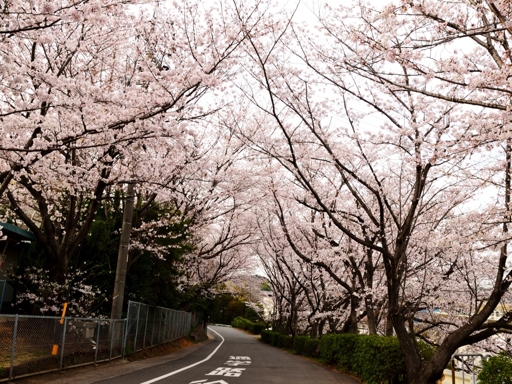 桜坂