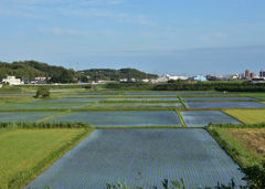 田舎の風景