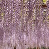 【花・植物写真】藤のシャワー