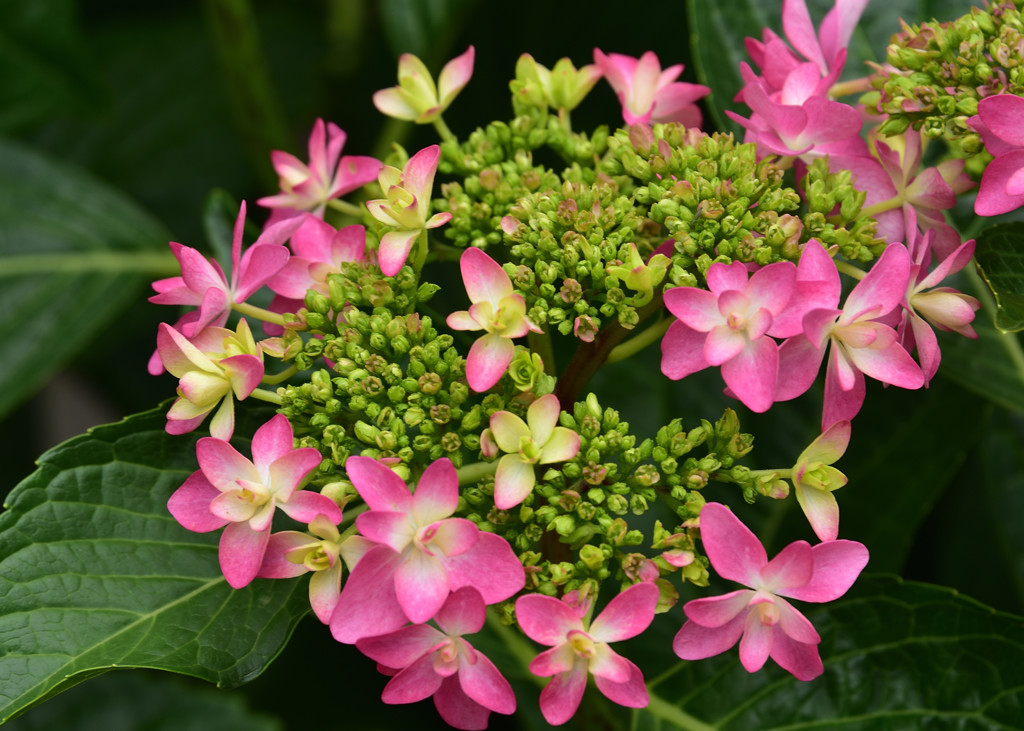 紫陽花　2017-1