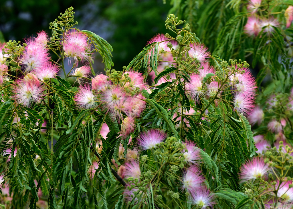 ネムノキの花