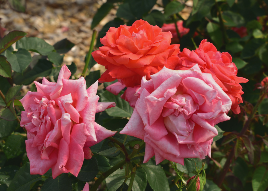 鶴舞公園のバラの花1