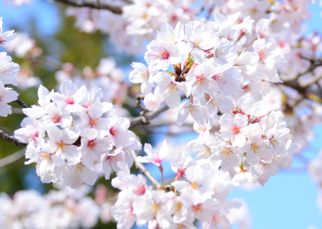 桜の花2014-3