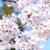 桜の花2014-3