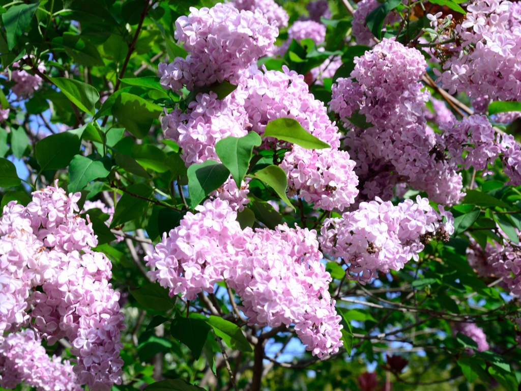 ライラックの花