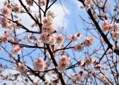 2014年梅の花