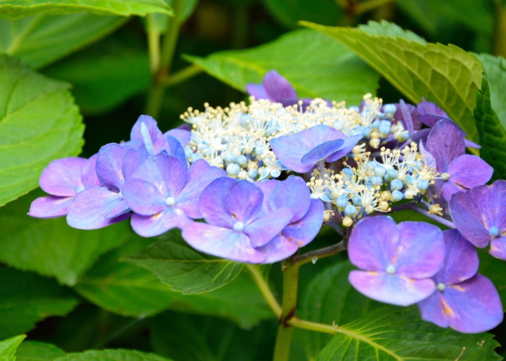 梅雨に咲く花　その２