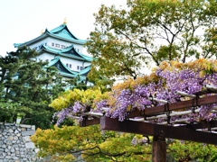 名古屋城とフジの花