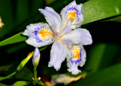 シャガの花