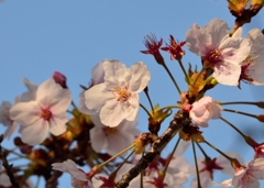 桜の花2014-1