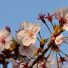 桜の花2014-1