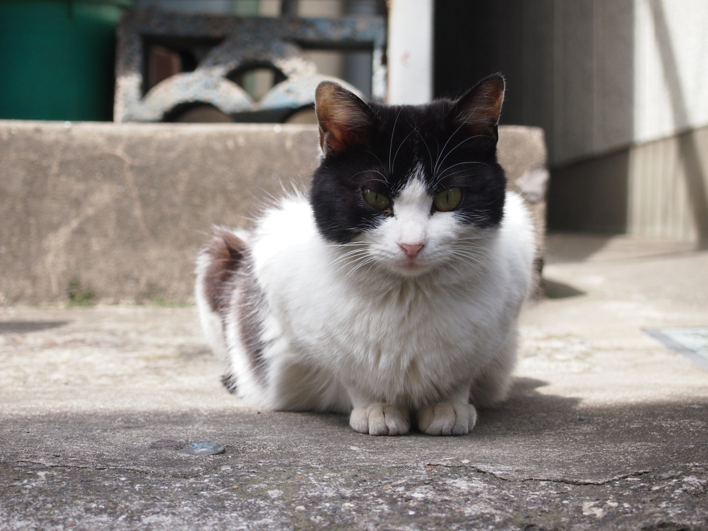 みつめる