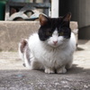 みつめる