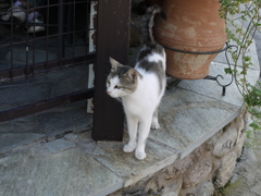 ギリシャ猫