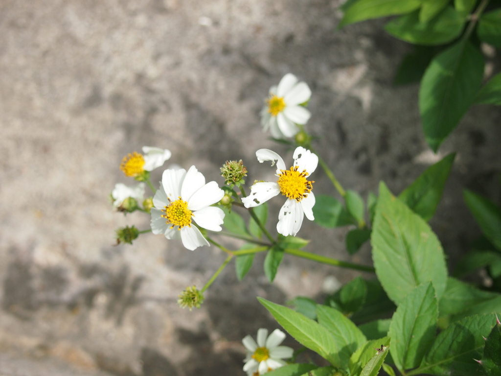 ちいさいお花