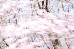 さくらのダンス