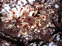 ｓａｋｕｒａ