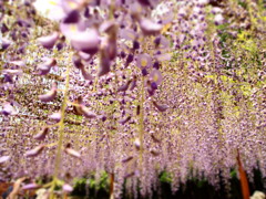 藤公園