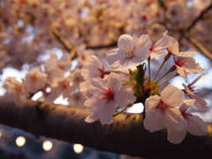 ｓａｋｕｒａ千光寺