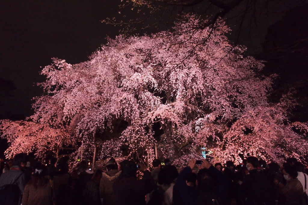 【六義園】夜の枝垂れ桜