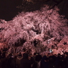 【六義園】夜の枝垂れ桜