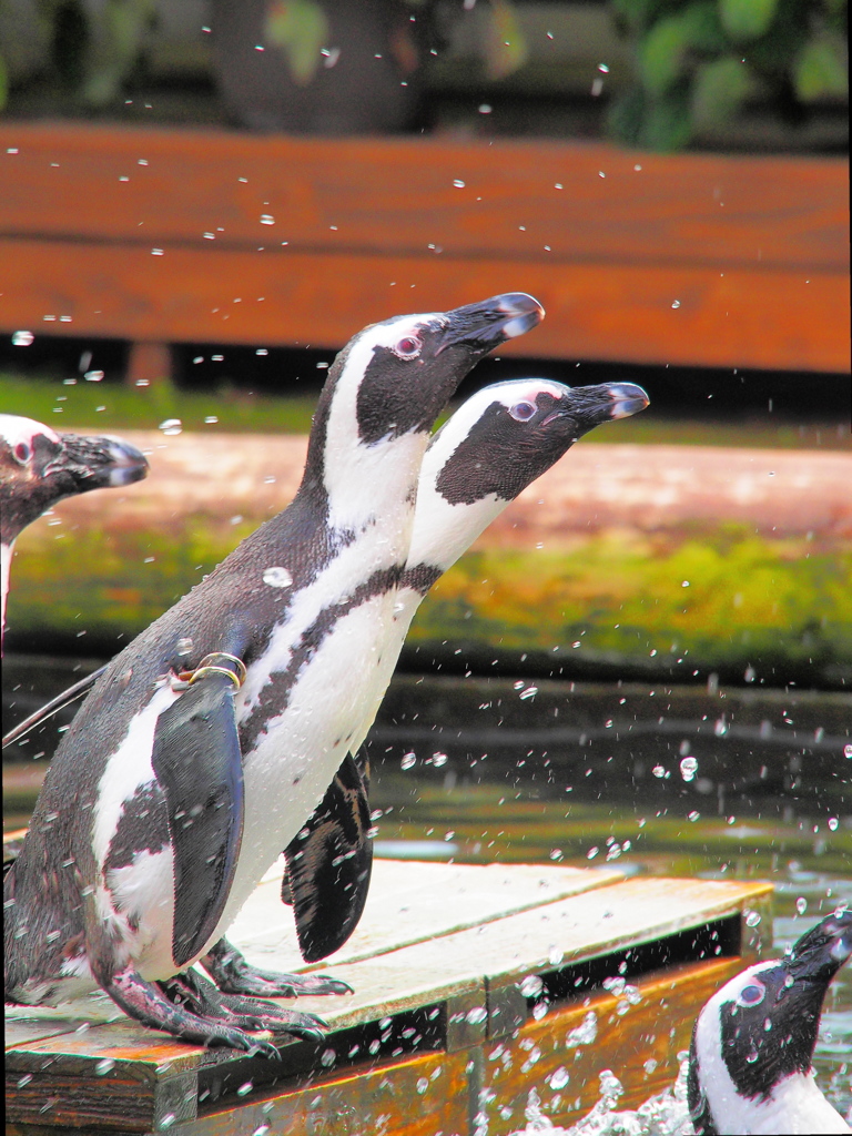 エサが欲しいペンギン達