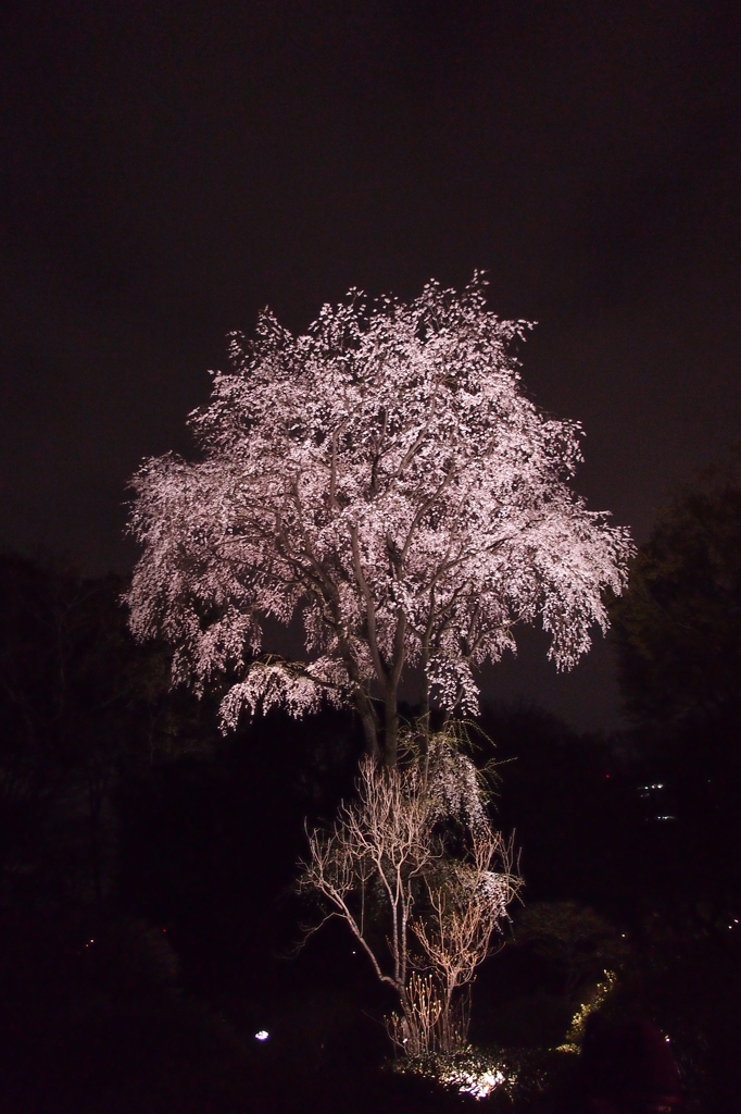 闇夜に浮かぶ枝垂桜