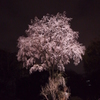 闇夜に浮かぶ枝垂桜