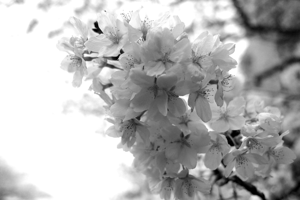 神田川の桜