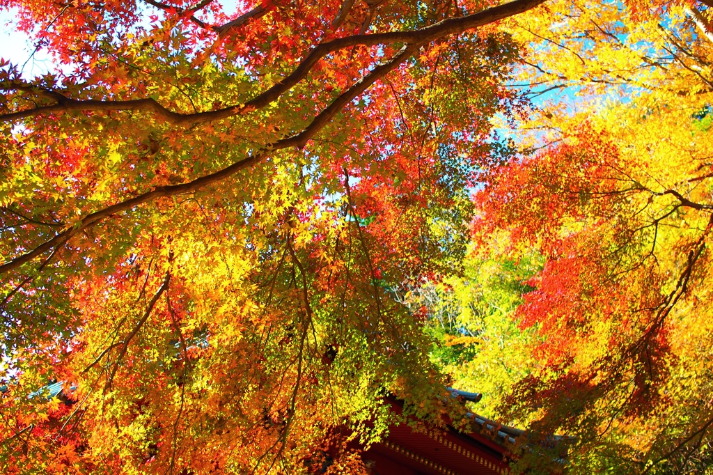 薬王院の紅葉