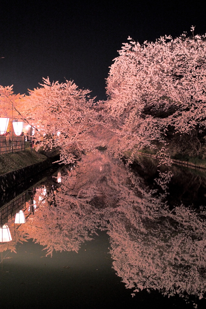 夜桜リフレクション