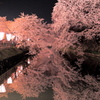 夜桜リフレクション