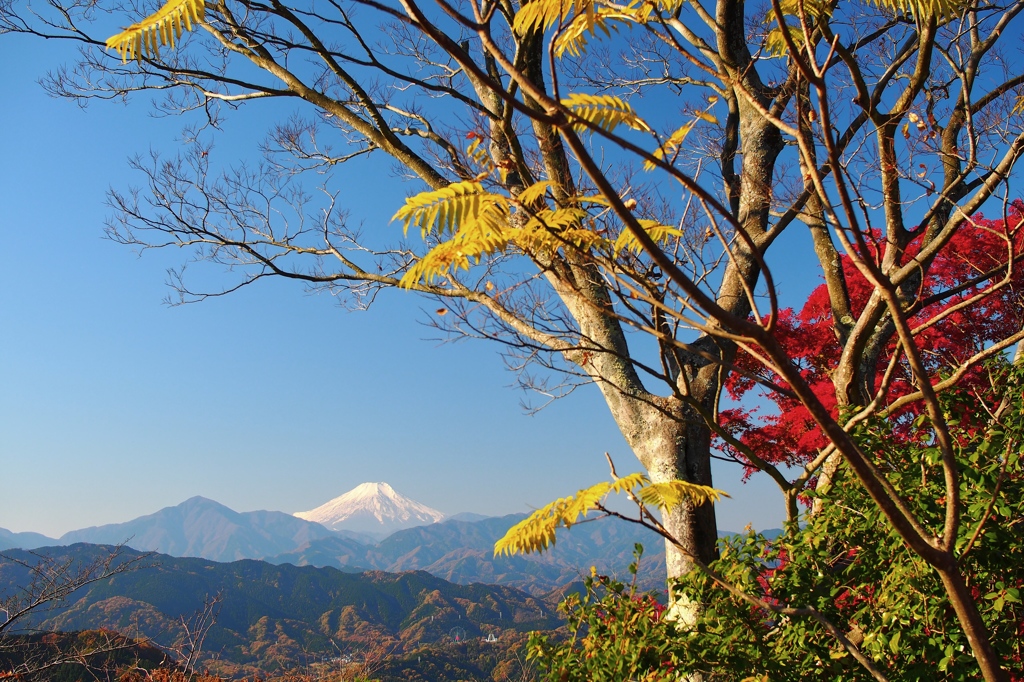 高尾山の頂上から見えた富士山