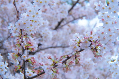 五分咲き桜