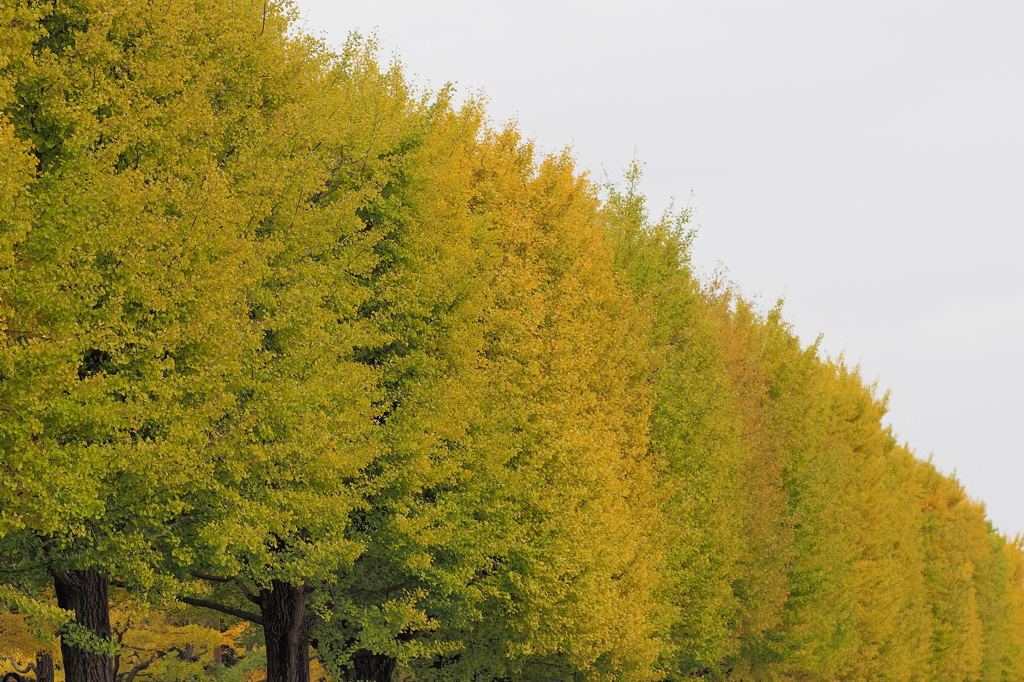 昭和記念公園の黄