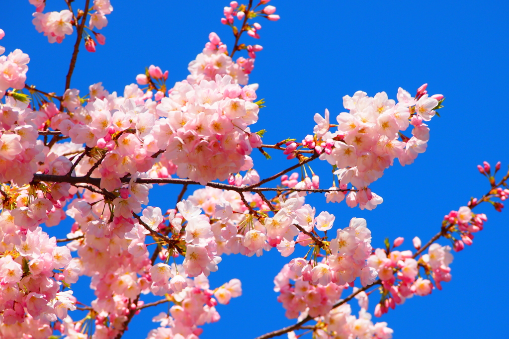 桜と青空