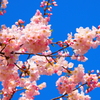 桜と青空