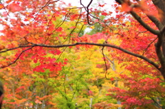 昭和記念公園の紅