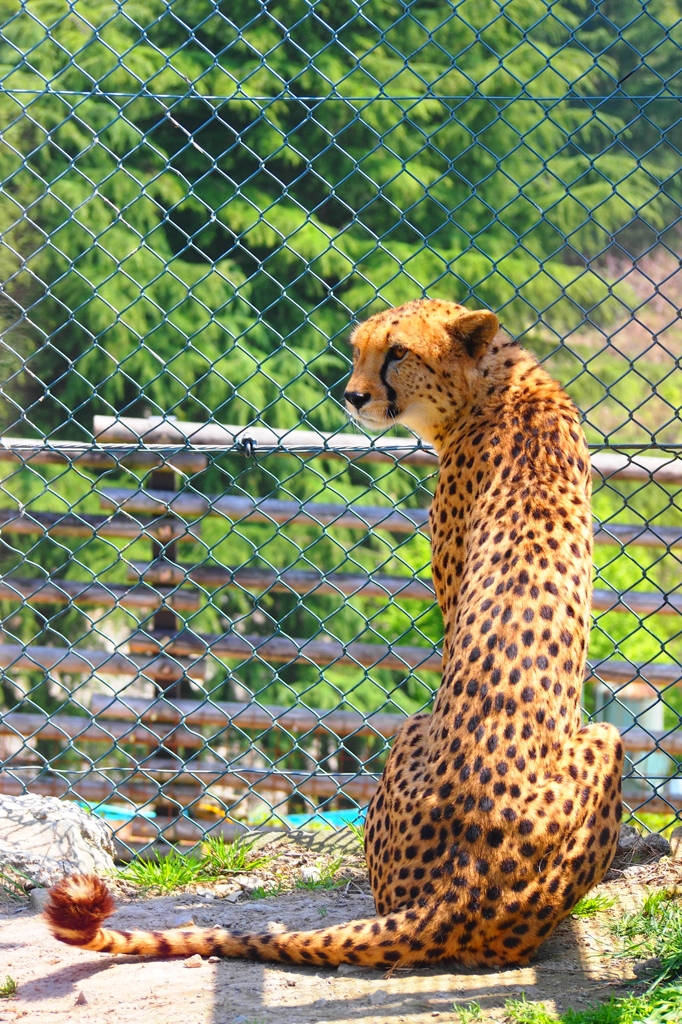 背中で語るチーター