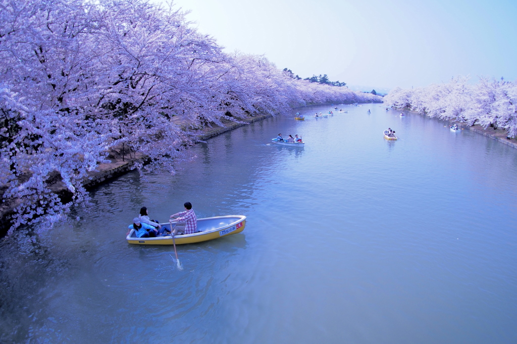 春陽橋から桜のトンネル