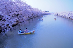 春陽橋から桜のトンネル