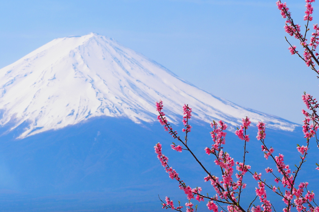 さくらに富士山