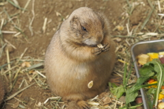 食事中のプレーリードッグ