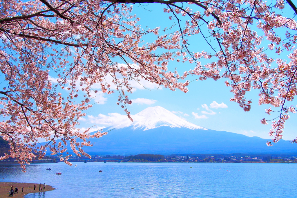 桜・河口湖・富士山