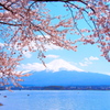 桜・河口湖・富士山