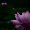 暗くても華がある